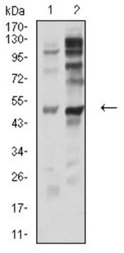 P2Y12/P2RY12 Antibody (1C2A9) - BSA Free, Novus Biologicals 0.1 ml; Unconjugated:Antibodies,